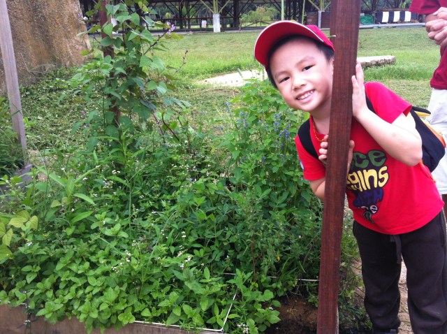 A little boy at the square foot garden